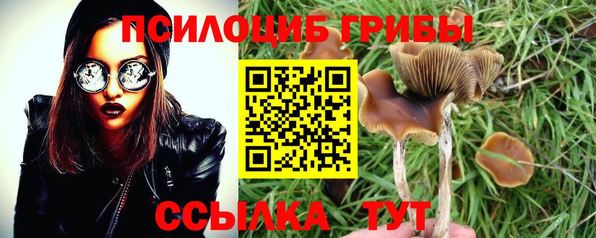 магазин  наркотиков  Псилоцибиновые грибы Cubensis  Вход с VPN  Псилоцибиновые грибы GOLDEN TEACHER  Грязи 